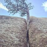 Hạt mầm nhú lên từ vách đá ung thư